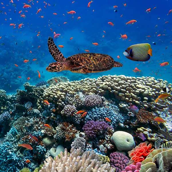 Explore the SDG14 Hub: Life below Water