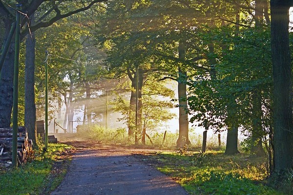 Path through woods © CC-BY