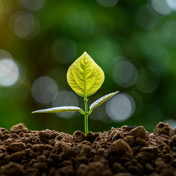 Explore the SDG15 Hub: Life on Land