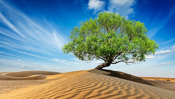 SDG 15: Life on Land