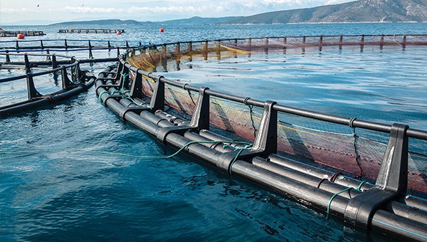 The collapse of North Sea cod: driven by climate or fishing?