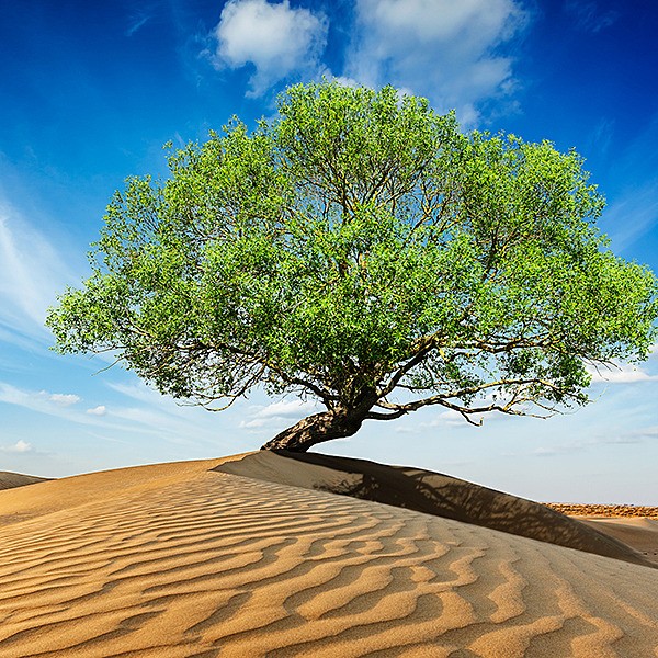 Explore the SDG15 Hub - Life on Land