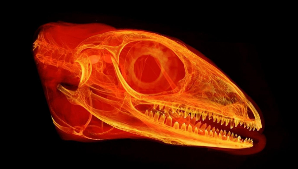 Evolution of tooth complexity