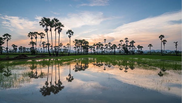 Transforming greenhouse gases into food