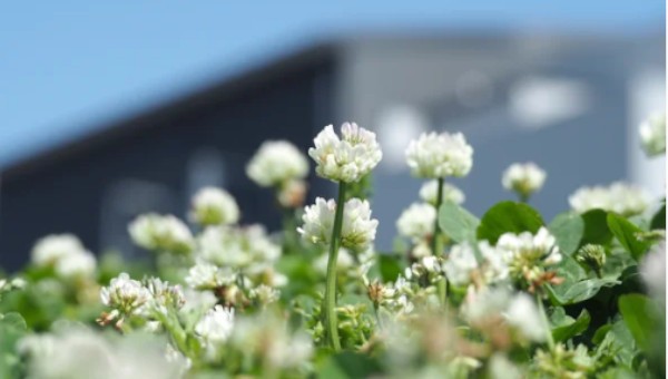 Urban Evolution: How Species Adapt to Survive in Cities