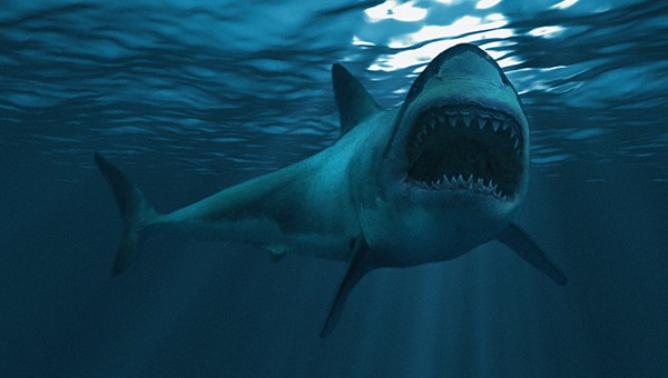 DH SDG14 shark teaser image © Springer Nature