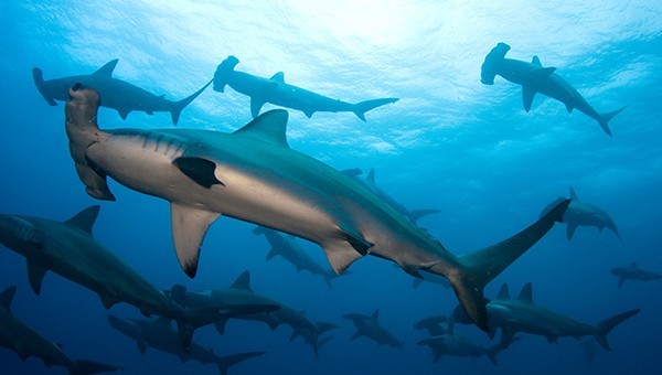 Coral Reef Sharks and Rays at Risk