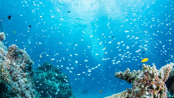 Call for Papers: Sustaining Life Below Water