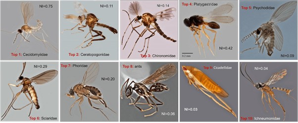 Insect biodiversity © SpringerNature 2023