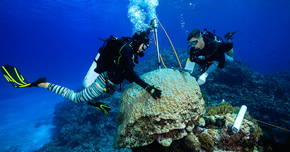 Coral Crisis © Tane Sinclair-Taylor