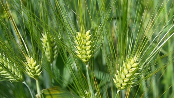 Exploring the reach of open access content to non-academic audiences