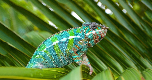 The Wonder of Nature’s Sensory Capabilities