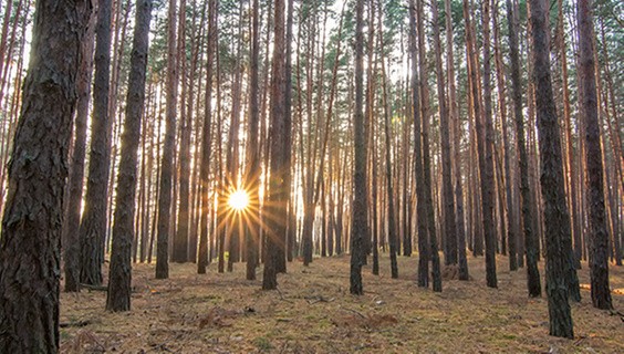 Celebrating a Journal Anniversary with Impact: An Exceptional Editor Case Study