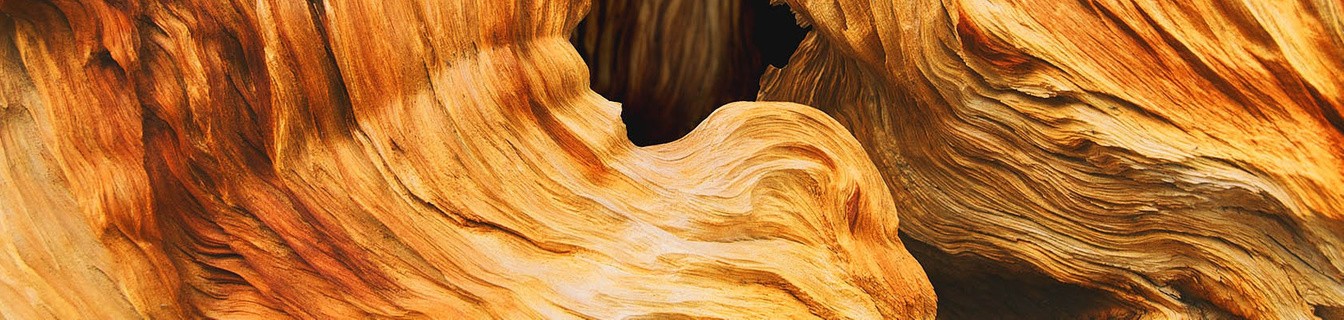 Putting Integrity at the Heart of Springer Nature