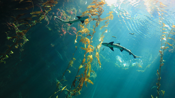 SDG Perspectives from Japan: Insights from Hiroyasu Hasumi, an oceanographer