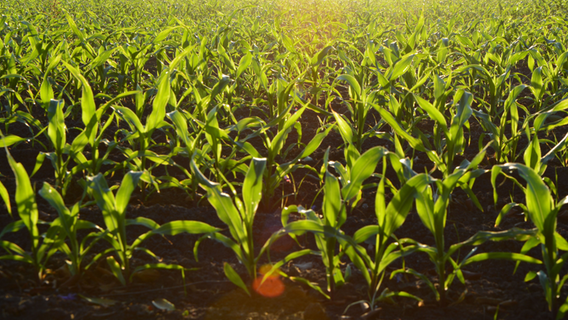 SDG Perspectives from Japan: Insights from Alexandros Gasparatos, an ecological economist