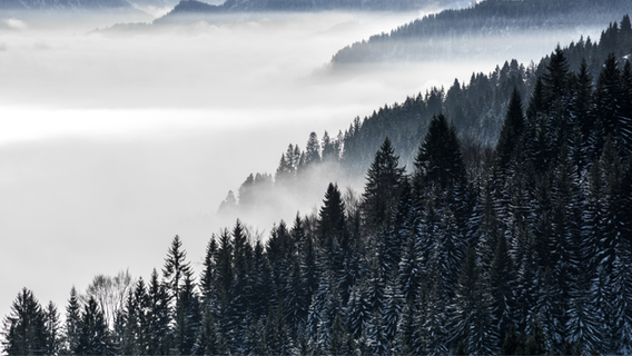 Acting on carbon and reducing Springer Nature’s environmental footprint