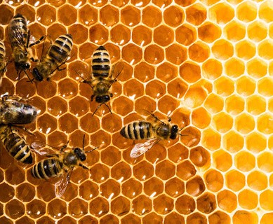 The stories behind un-BEE-lievable research