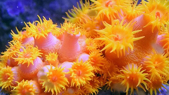 The Earth and Environmental Science eBook Collection