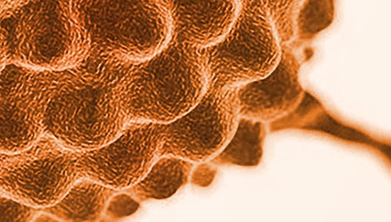 The Biomedical and Life Sciences eBook Collection