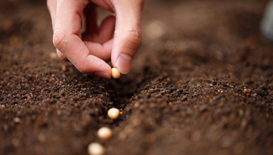 Sowing Legume Seeds, Reaping Cash