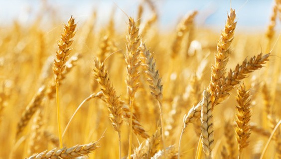 Food Security in a Changing Climate: Wheat Improvement
