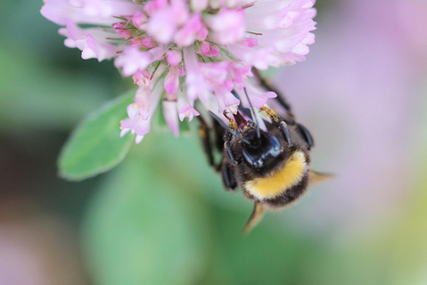 Understanding the animal kingdom