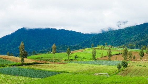 From Cytogenetics to Ecosystem Ecology: A Journey of Discovery with Valeria Souza