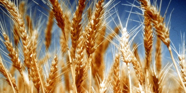 Understanding the impacts of drought