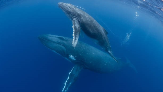 OA Books - Supporting the SDGs: Conservation Management of Cetaceans