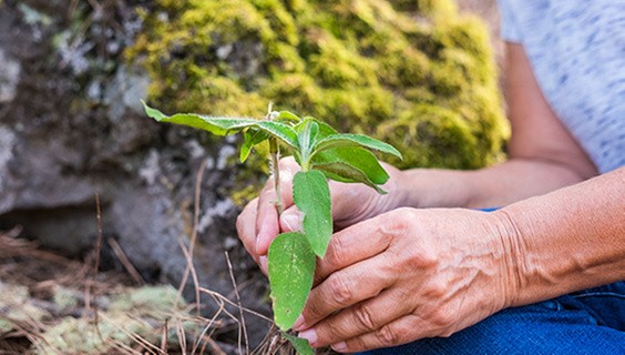 Publishing SDG research: Initiatives that support your institution’s efforts