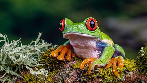 T_056Q3_SDG-2025_SDG15_600x340px_G1271539431