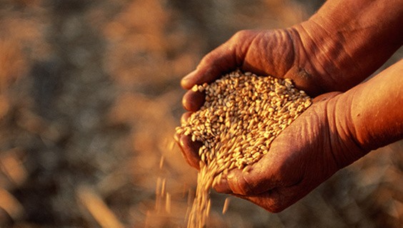 T_056Q3_SDG-2025_600x400px_SDG2_978670-001