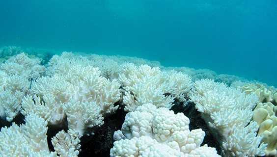 T_056Q3_SDG-2025_600x400px_SDG14_1316053032