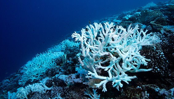 T_056Q3_SDG-2025_600x400px_SDG14_1313780593