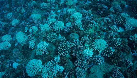 T_056Q3_SDG-2025_600x400px_SDG14_1316591912