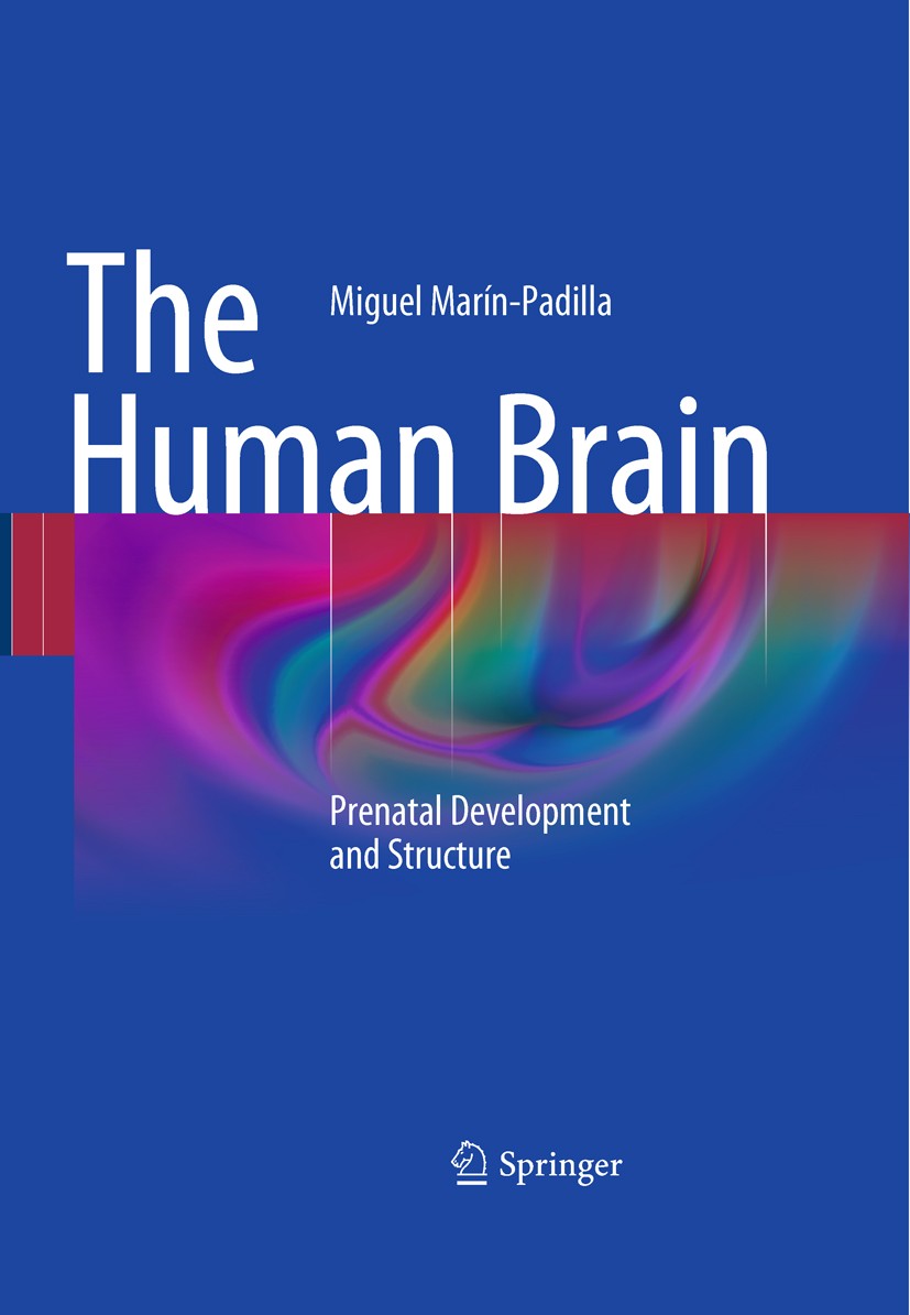 The Human Brain Prenatal Development And Structure