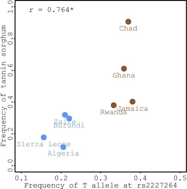 Extended Data Fig. 10: Correlation between the frequency of T allele at rs2227264 and tannin sorghum.