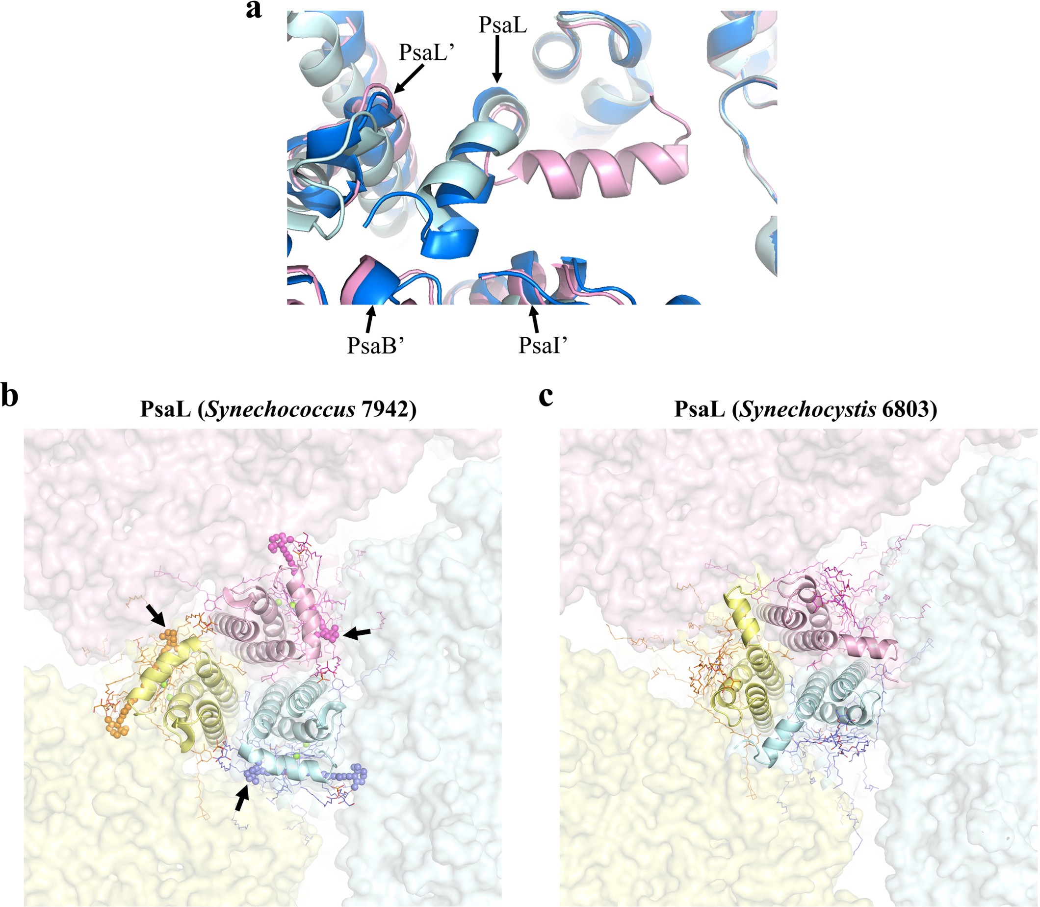 Extended Data Fig. 4: Structural comparison of the PSI3-IsiA18 supercomplexes from Synechococcus 7942 and Synechocystis 6803.