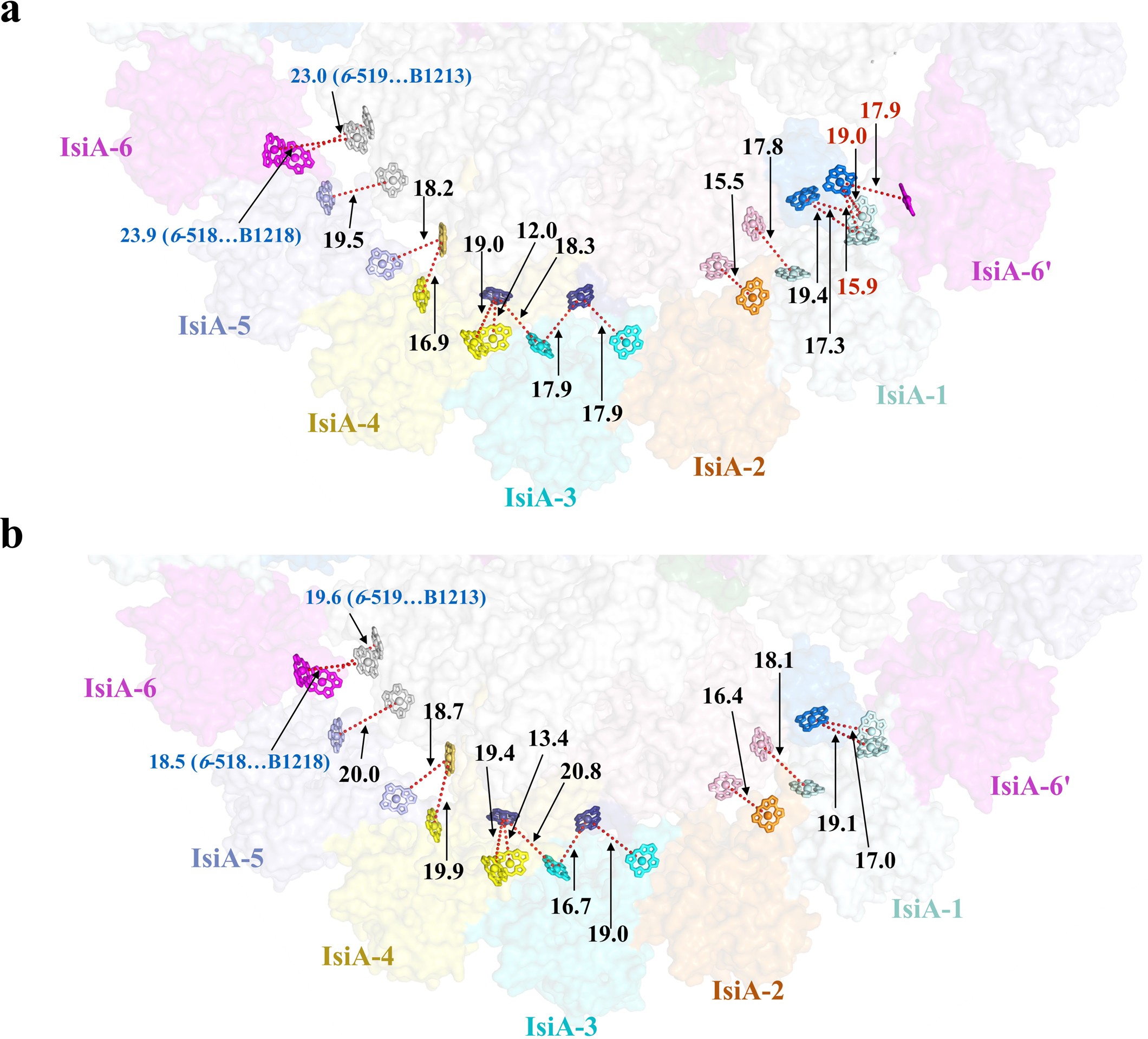 Extended Data Fig. 8: Cytoplasmic view of IsiA dimers superposed on one IsiA monomer.