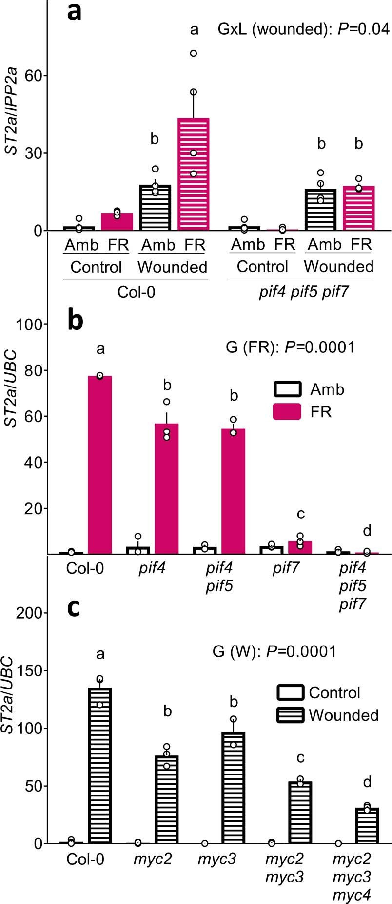 Extended Data Fig. 2: Upregulation of ST2a expression is mediated by PIFs and MYCs in response to low R:FR ratio and wounding, respectively.
