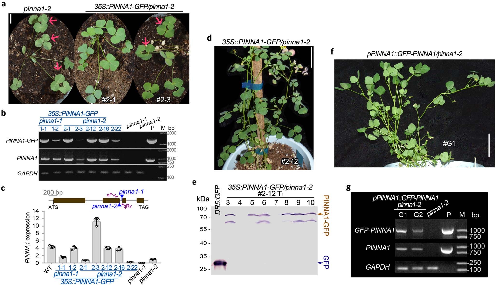 Extended Data Fig. 3: Genetic complementation of pinna1.