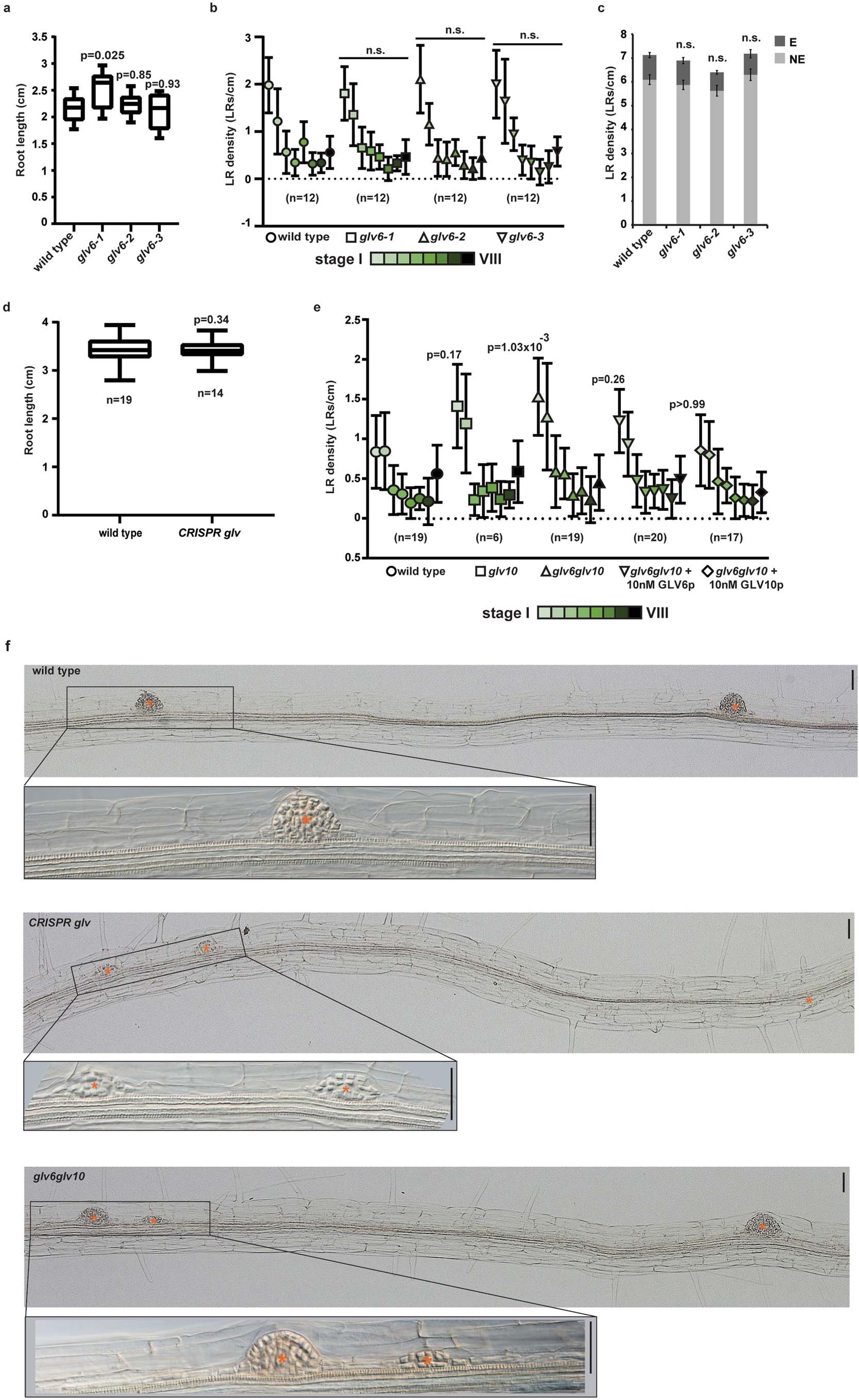 Extended Data Fig. 1: GLV6 and 10 act redundantly during LR initiation.