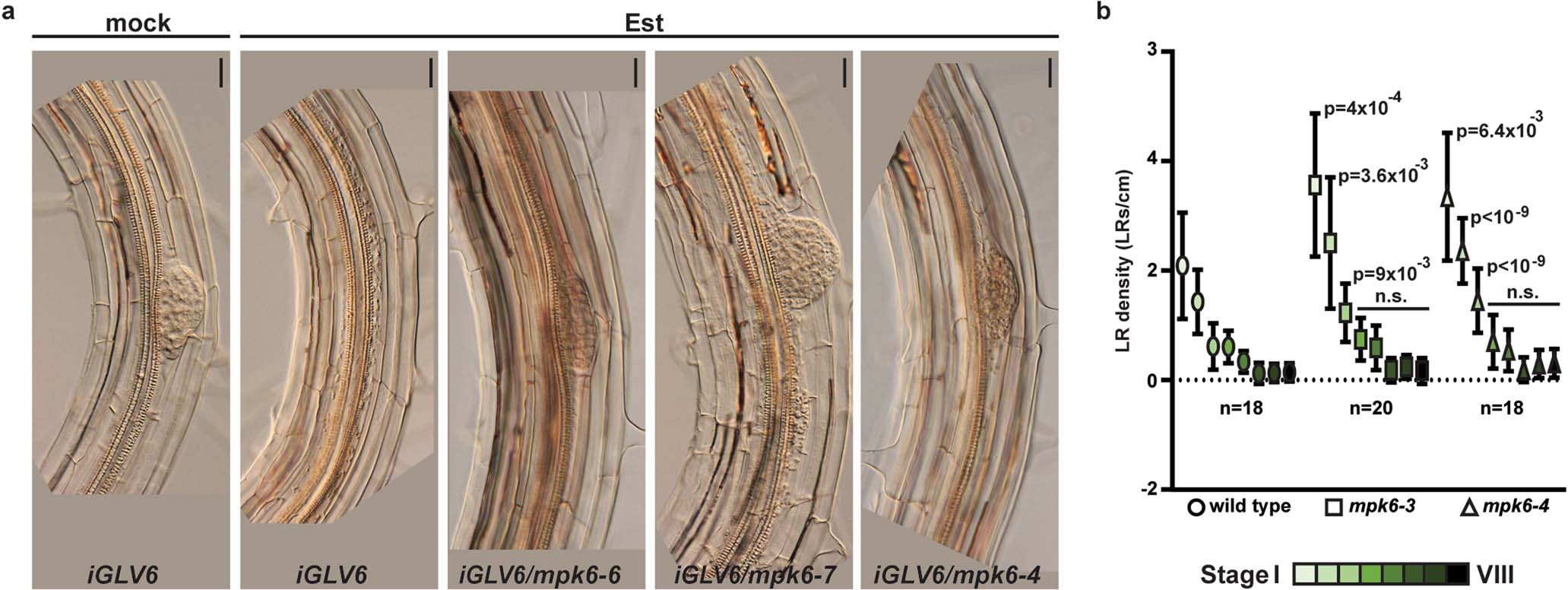 Extended Data Fig. 2: Suppression of the GLV6OE phenotype and LR defects in mpk6 mutants.