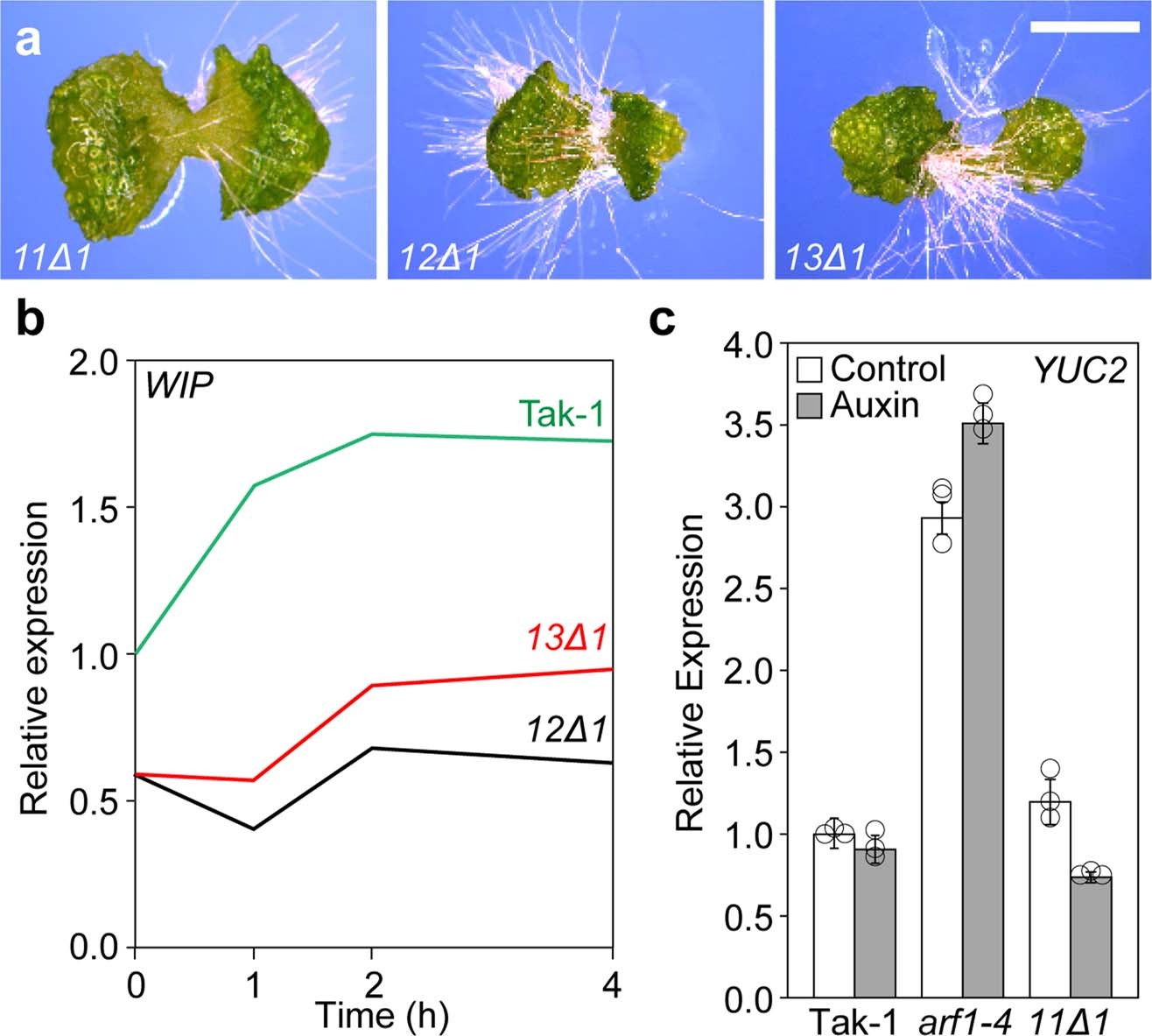 Extended Data Fig. 6: Biological significance of the MpARF LFG motifs.