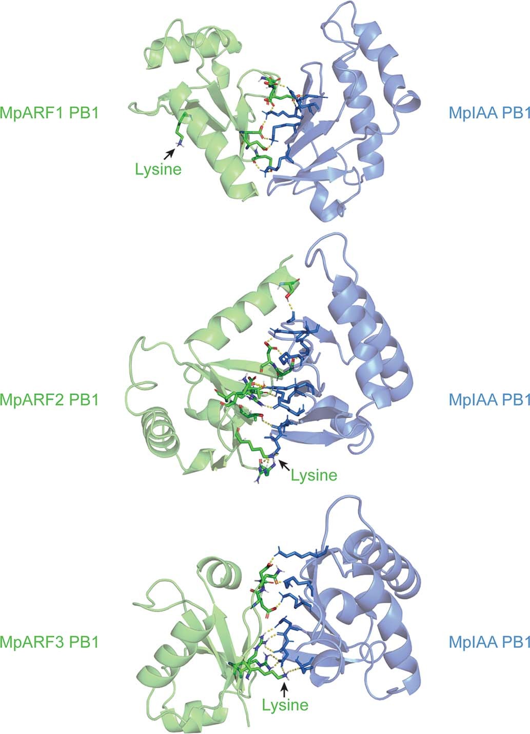 Extended Data Fig. 7: Docking of MpARF and MpIAA PB1 domains.