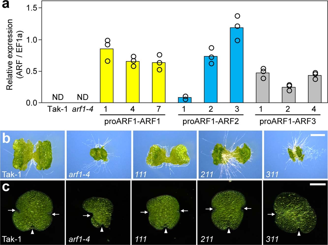 Extended Data Fig. 1: Transgene expression and phenotypes of DBD swap lines.