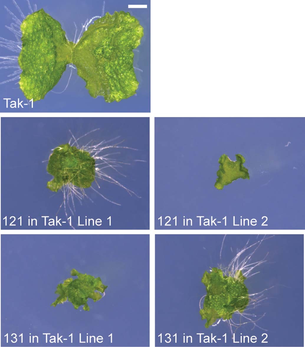 Extended Data Fig. 4: Phenotypes induced by Middle Region domain swaps in Tak-1 background.