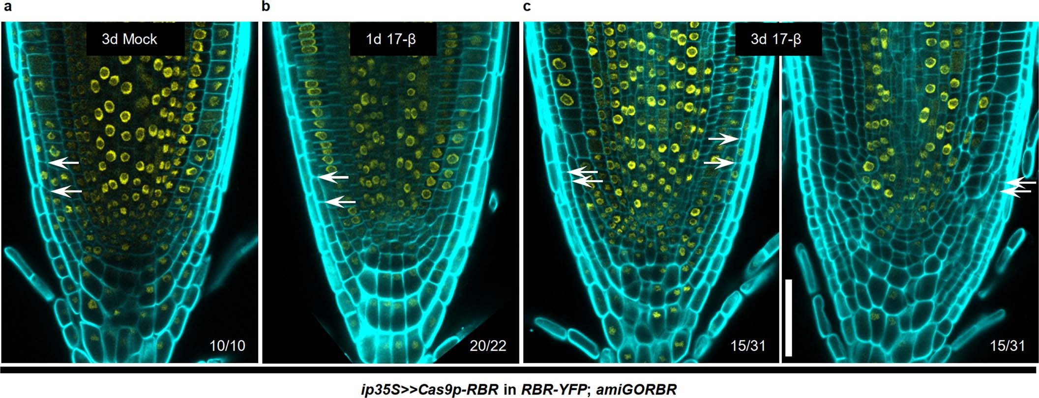 Extended Data Fig. 5