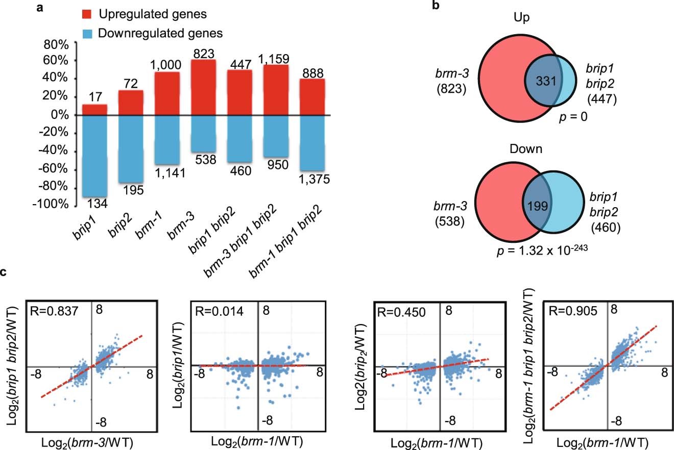 Extended Data Fig. 4: brip1brip2 mutants had similar transcriptome to brm mutants.